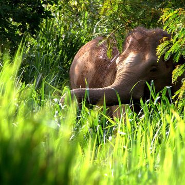 See Elephants and Natural Wildlife at Kui Buri National Park! 