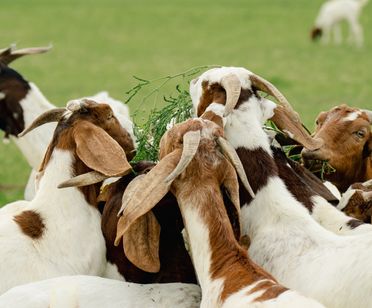 Uncovering Market Treasures, Vintage Homes, and Landscape Delights in Thailand