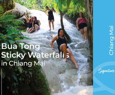 [08.00 AM] Climb Unique Sticky Waterfall in Chiang Mai (Half Day)