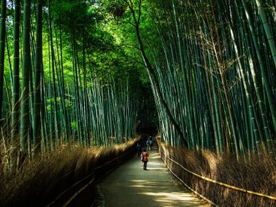 พาเที่ยว Kyoto: พาเที่ยวจุดสำคัญในเมืองและไปเที่ยวในย่านชนบท Arashiyama