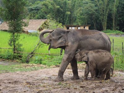 Doi Intanon Elephant House