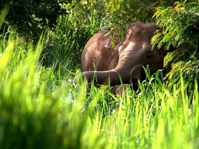 voir les éléphants sauvages au parc de kuiburi