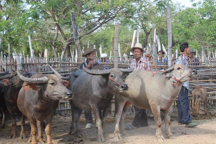 Visit a Countryside Flea Market in Chiang Mai