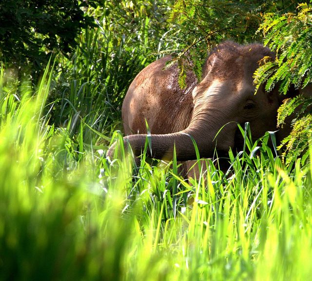 See Elephants and Natural Wildlife at Kui Buri National Park! 