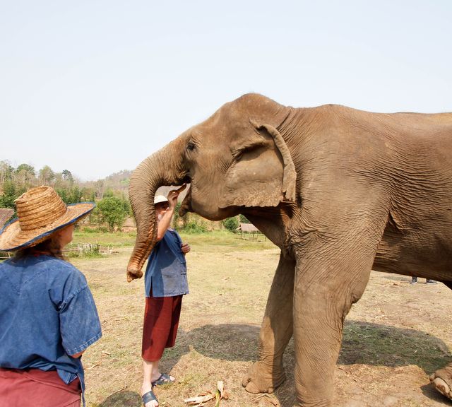 One-Day Elephant Sanctuary + Bamboo Rafting + Long Neck Village + Butterfly and Orchid Farm
