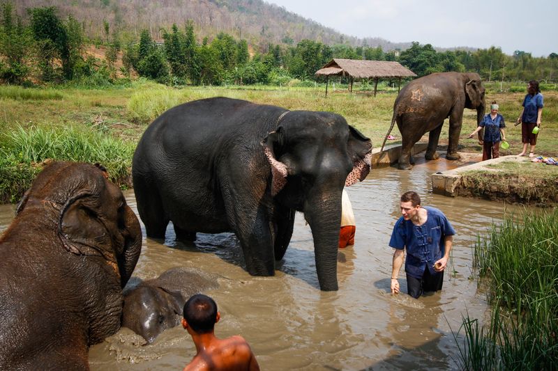 Private Bua Tong Sticky Waterfalls Tour with ethical elephant sanctuary Chiang Mai